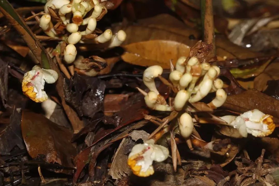 姜类香辛料都包含哪些种,12种必须了解的香料作用和用量