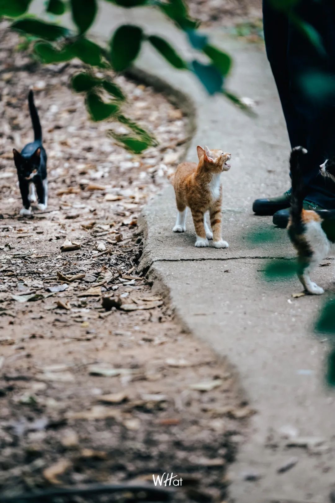 宝通寺后山流浪猫,猫可以治好人的精神内耗吗
