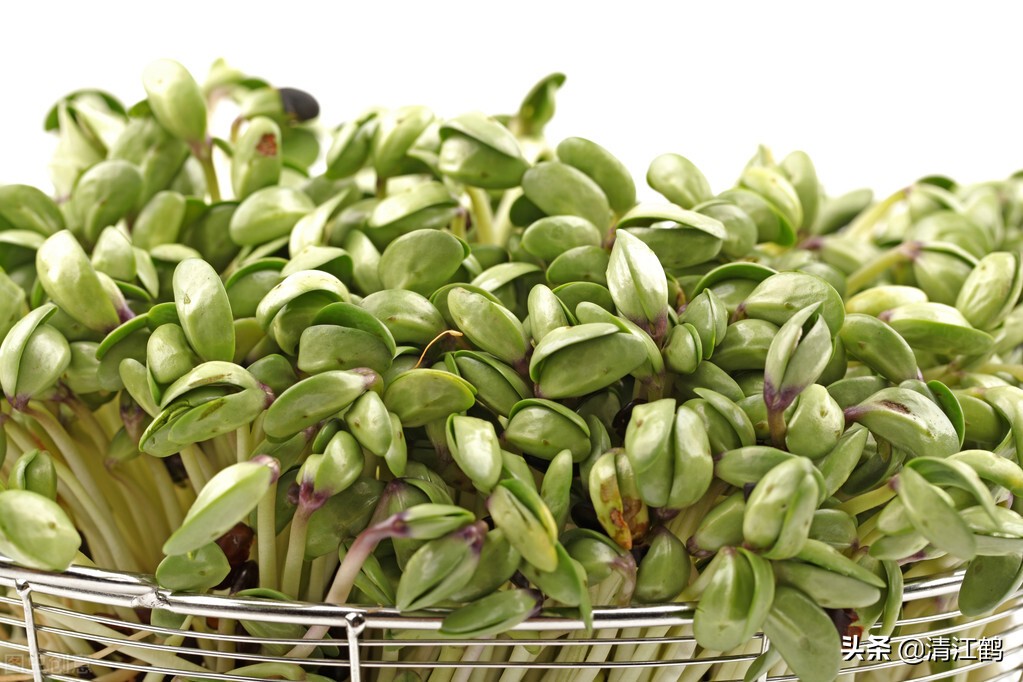 做豆腐和生豆芽哪个更赚钱,豆芽高产的秘诀