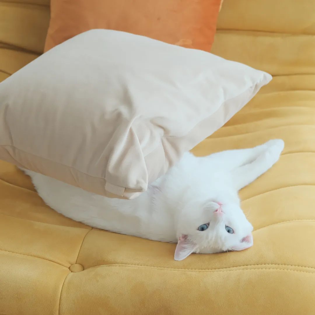 中华田园猫中的长毛猫,中华田园猫三花猫的成长