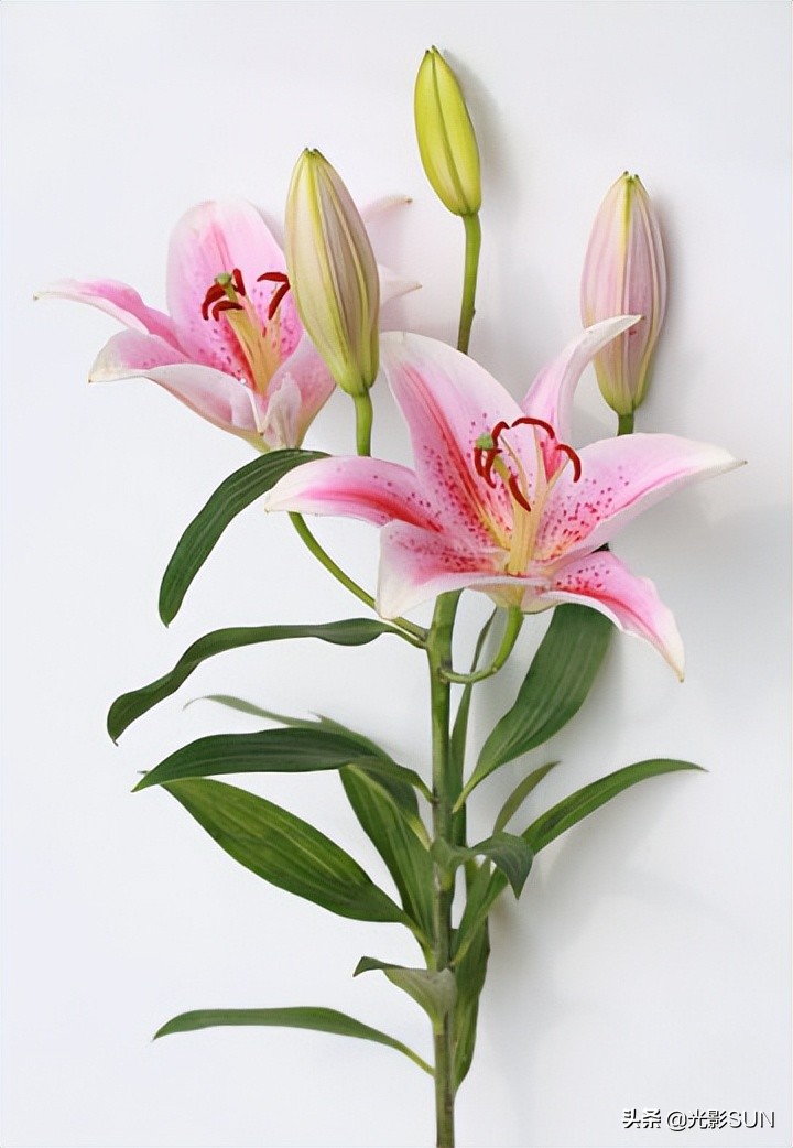 百合花的花语文案爆款,百合花的花语和传说