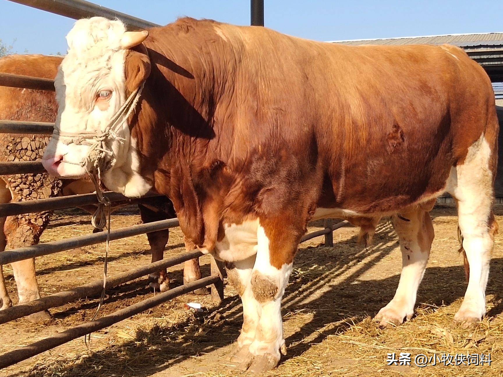 牛不反刍不排便什么原因,牛不吃食不倒嚼怎么回事不排便