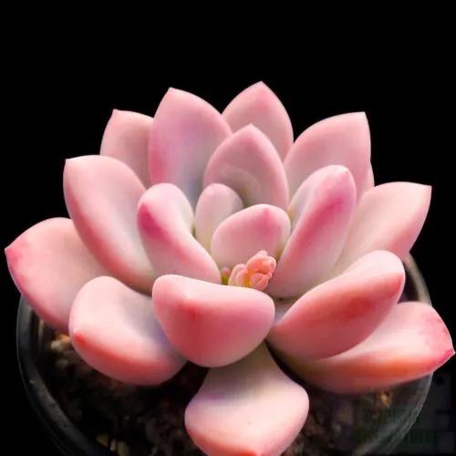 又美又仙的多肉,多肉植物100年的老桩奥普琳娜