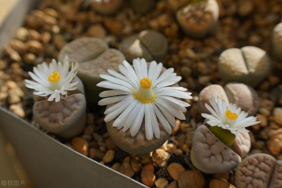 多肉怎么养快才能开花,要开花的多肉怎么养