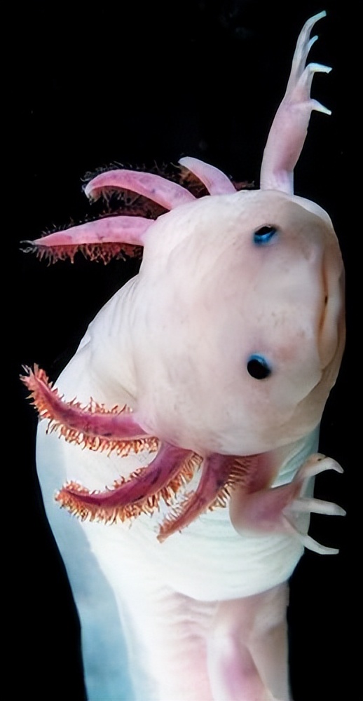 六角恐龙在墨西哥的原生态环境,娃娃鱼墨西哥钝口螈六角恐龙