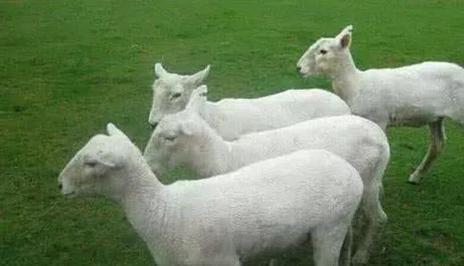 母羊难产掏出来给母羊用什么药,母羊难产掏小羊后母羊体内出血