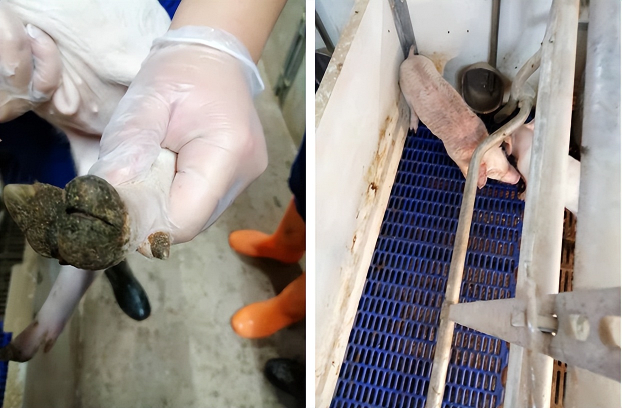 仔猪断奶保健与防病,仔猪口蹄疫怎么治疗最有效