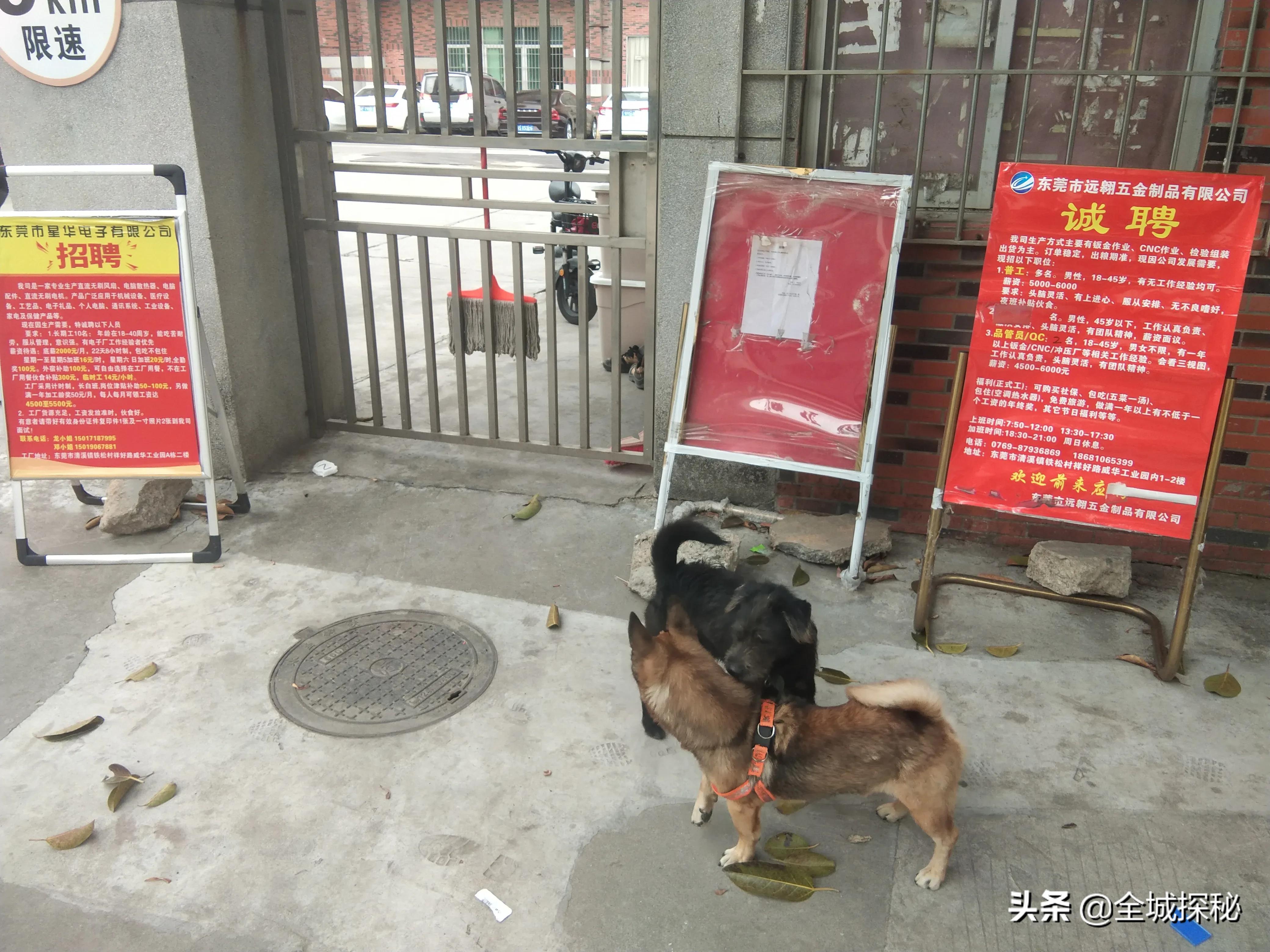 “村中城”东莞：故乡回不去，打工人把东莞打扮成了故乡