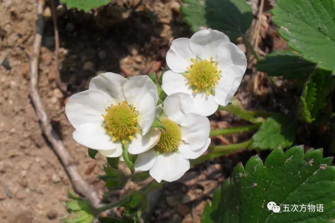 法国的弗州草莓和智利草莓从哪来,凤梨草莓跟普通草莓