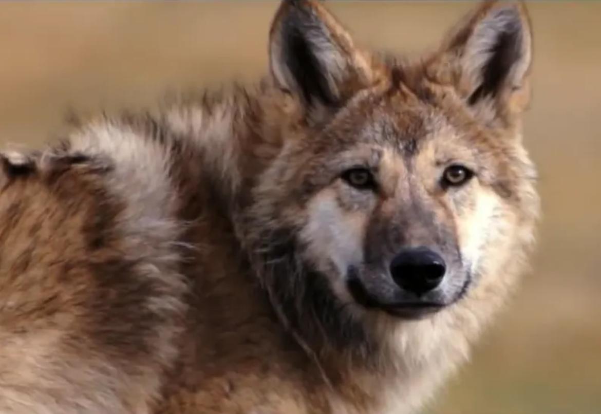 12年前把狼带回家当儿子,12年前成都女孩把狼儿带回家