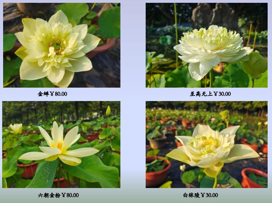 最珍稀的荷花图片,最美的名贵荷花品种排名