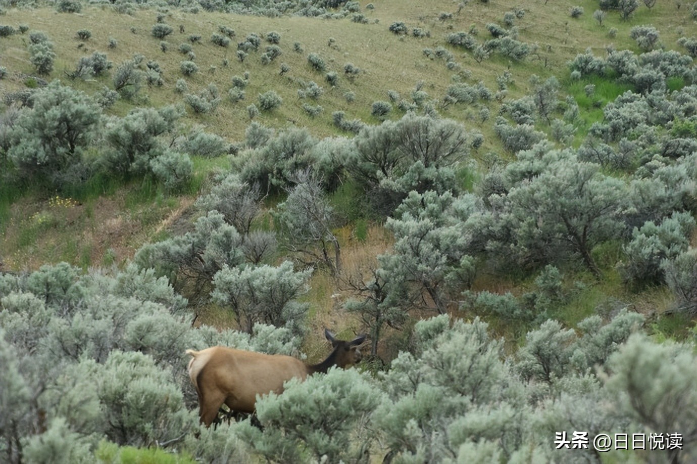 美国黄石国家公园经典风景图片,美国黄石国家公园在地图怎么找