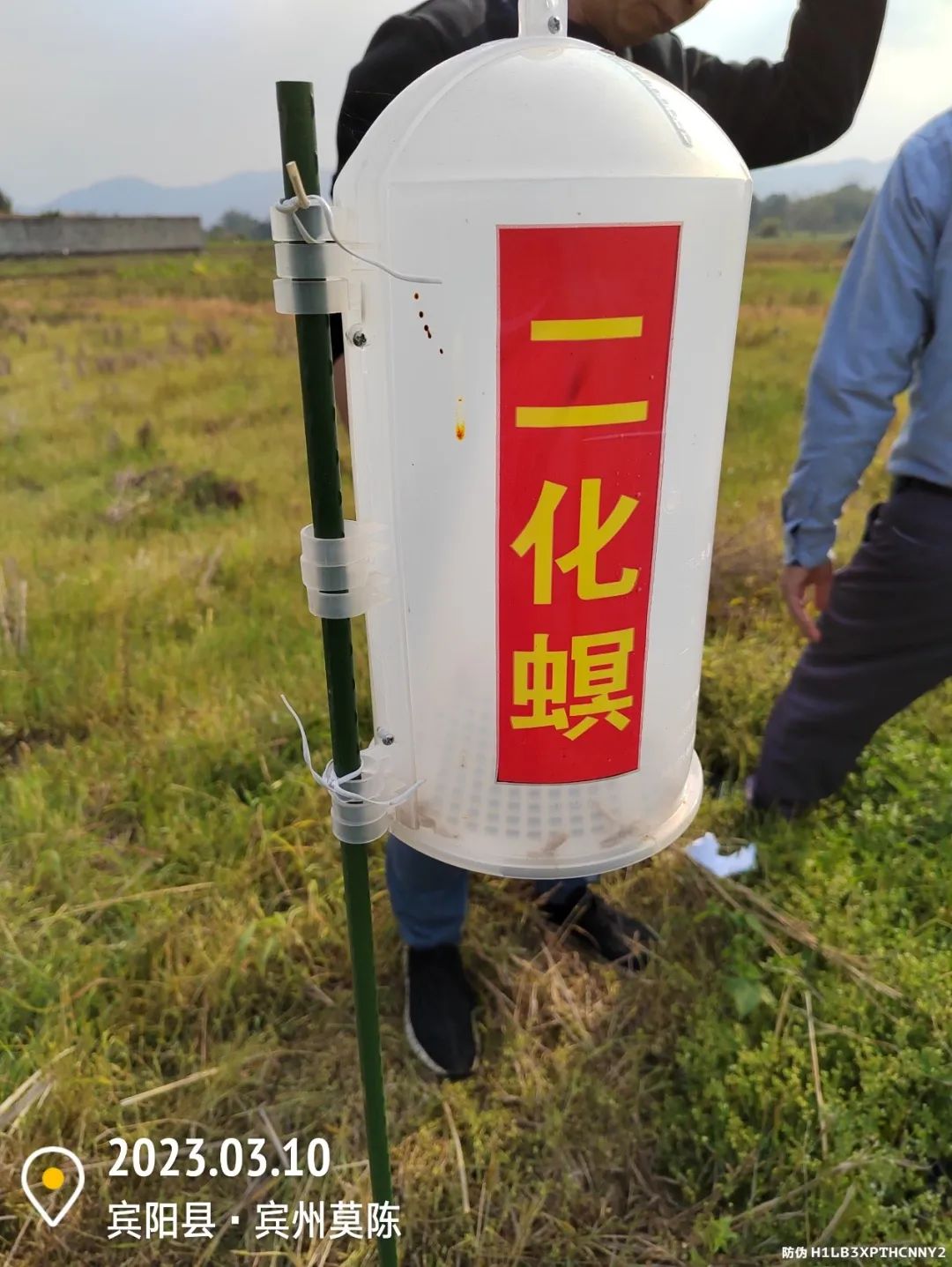 水稻二化螟的最佳防治时期,水稻二化虫害防治方法