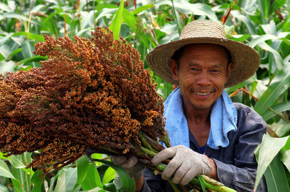 山东省为什么酒少,山东为什么没有全国知名的白酒