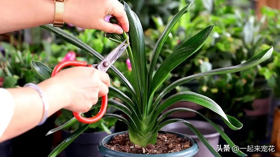 君子兰只长新叶不开花是怎么回事,君子兰长新叶是不是就不能开花了