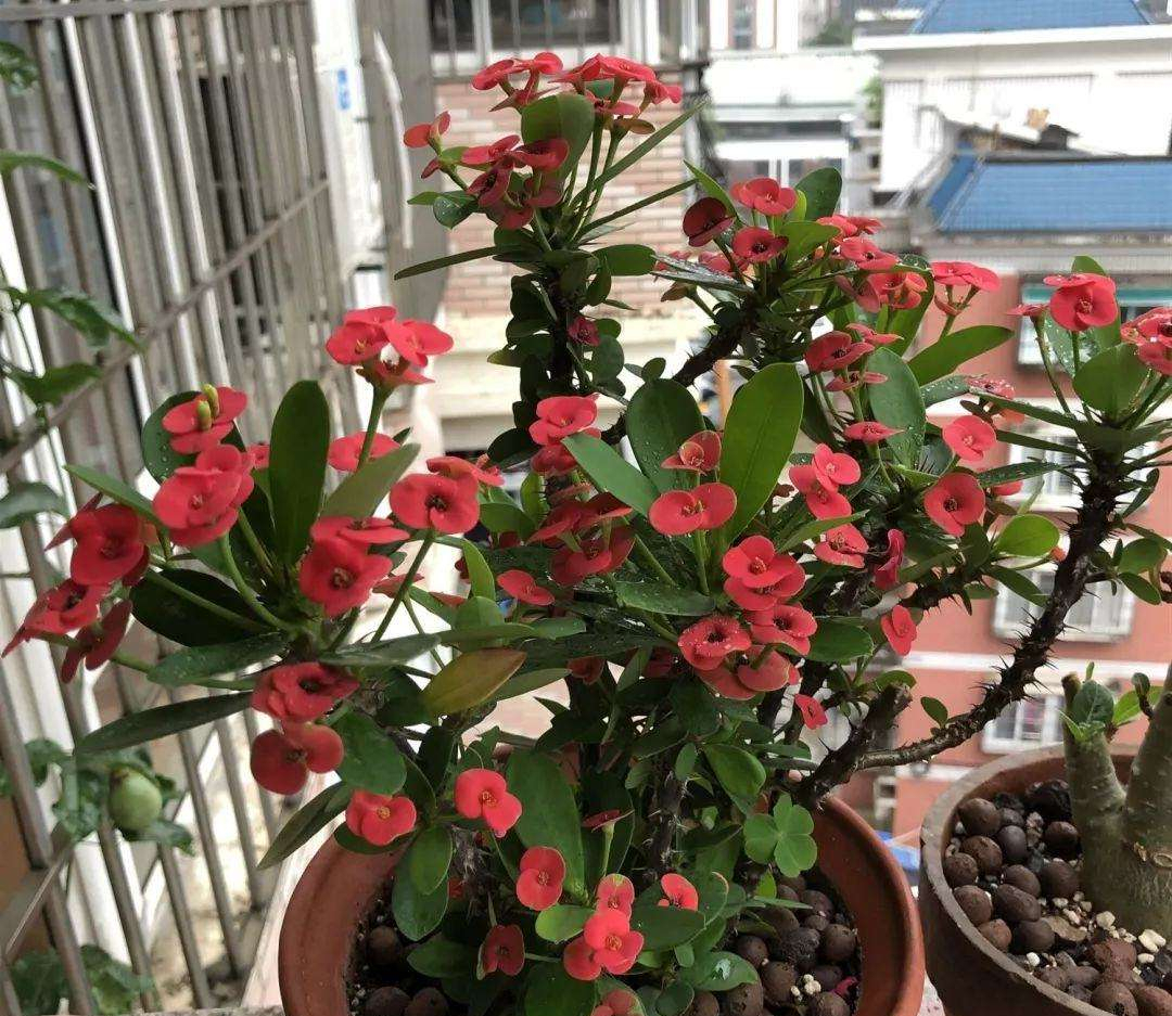 家养3种富贵花福气好运挡不住,七种富贵花图片