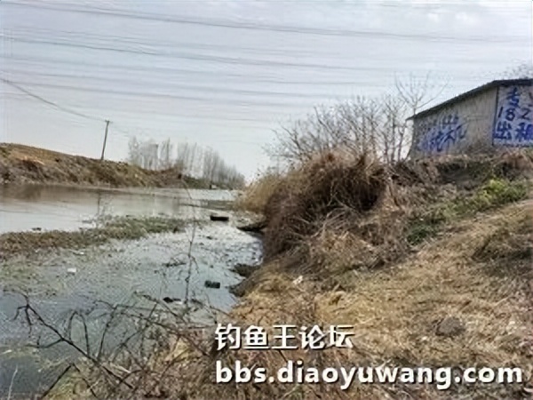 用饵料钓小河边的鱼,用钓鱼王饵料能钓到什么鱼