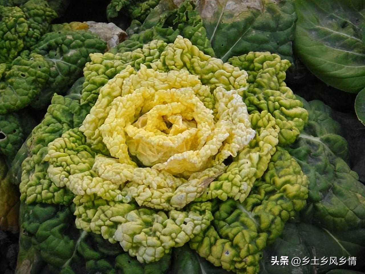 耐寒的白菜种,桃红色白菜种