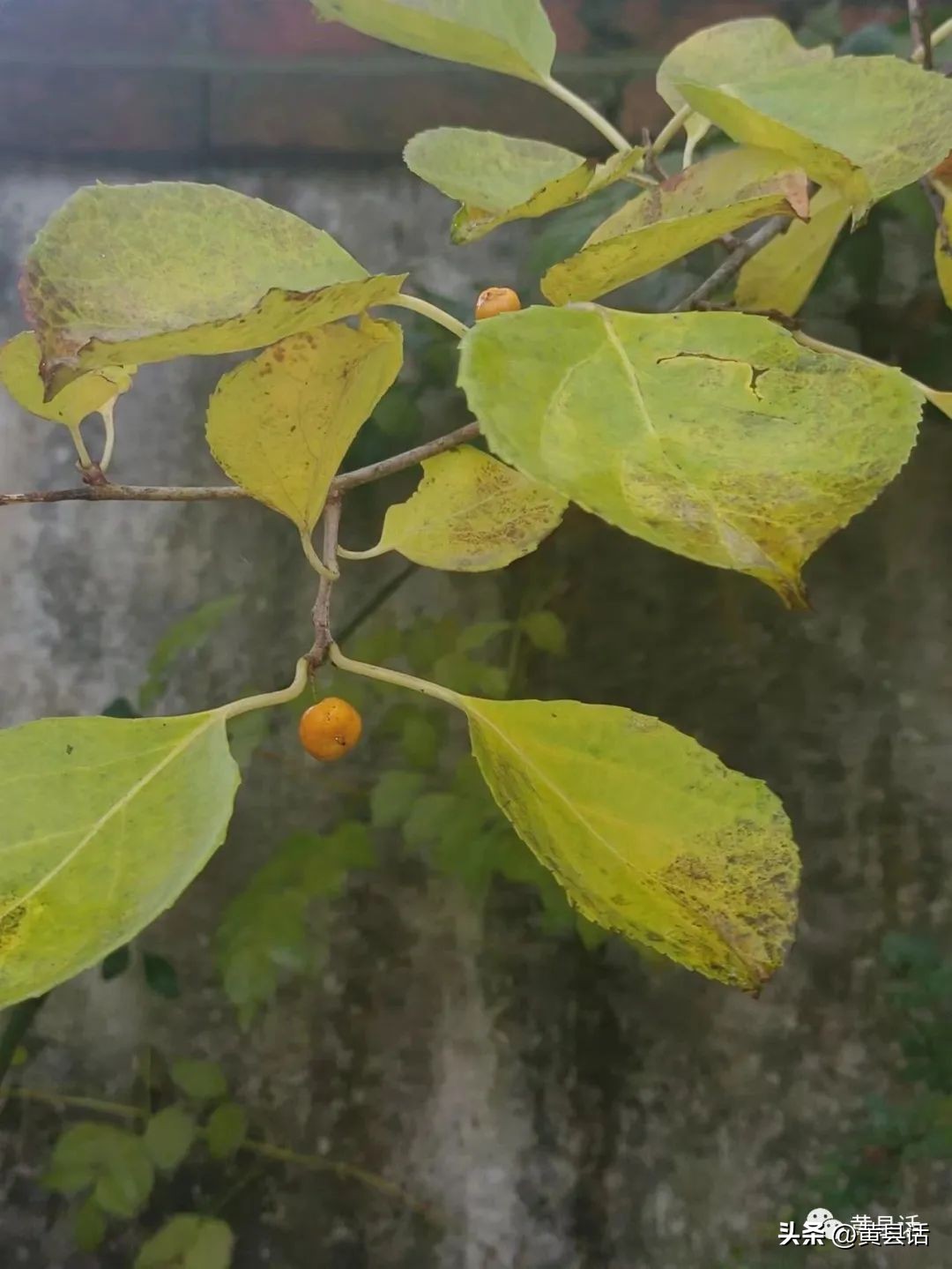南蛇藤是山里最美的藤本植物