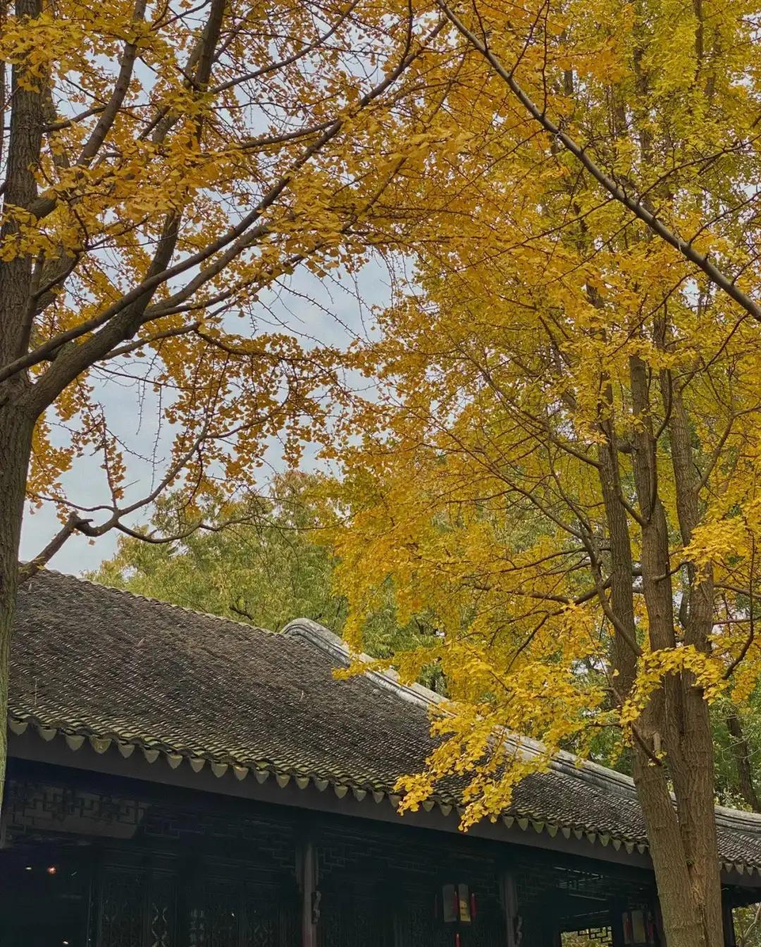 苏州秋季旅游最值得去的地方,苏州赏秋一日游攻略