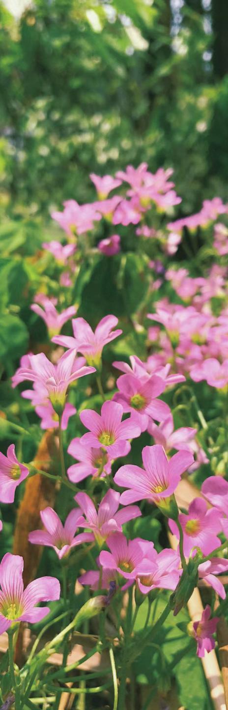 木兰风光好去处•达人带你去旅游|山环水绕清流如带——张洋村，一个藏在新县里的小村庄