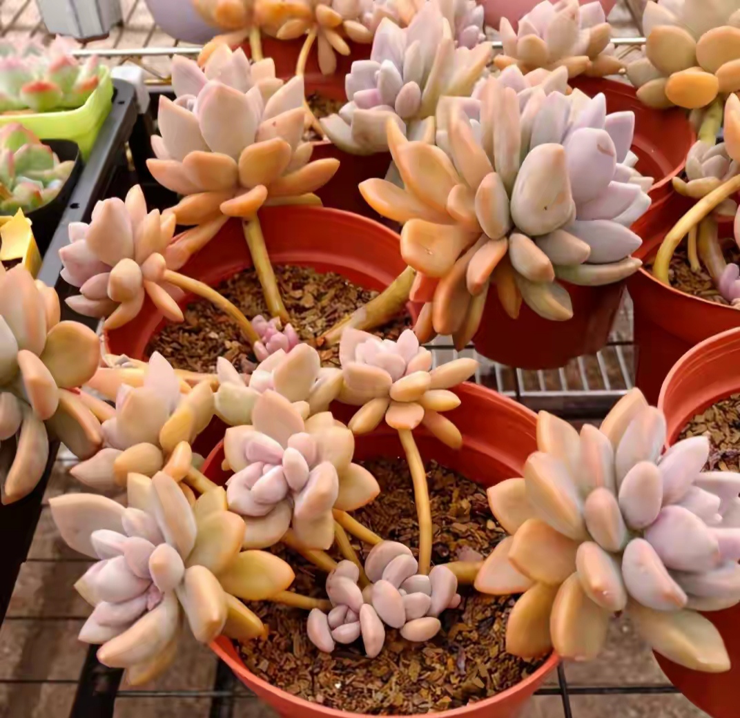 十二卷多肉的品种图鉴,100种多肉植物图片大全