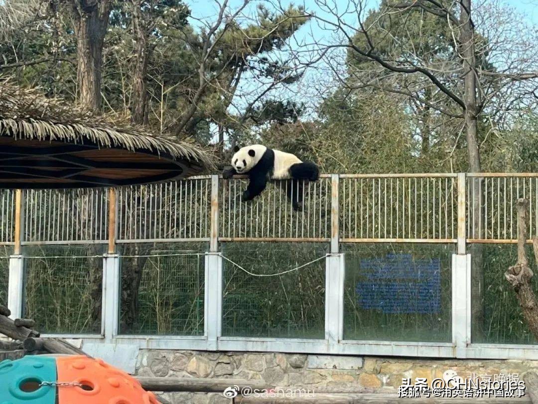 胖达在国外有多受欢迎?日本哭泣相送,比利时差点分裂?