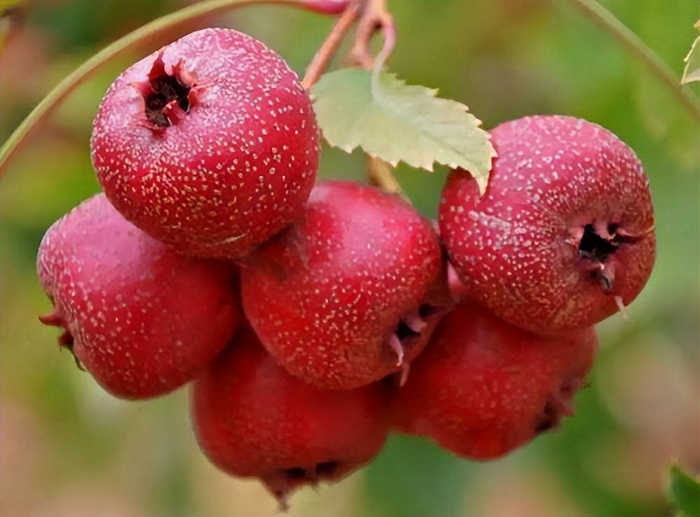 柿子，是胃炎的“加速剂”吗？医生劝告：养胃，少碰4果，做好6事