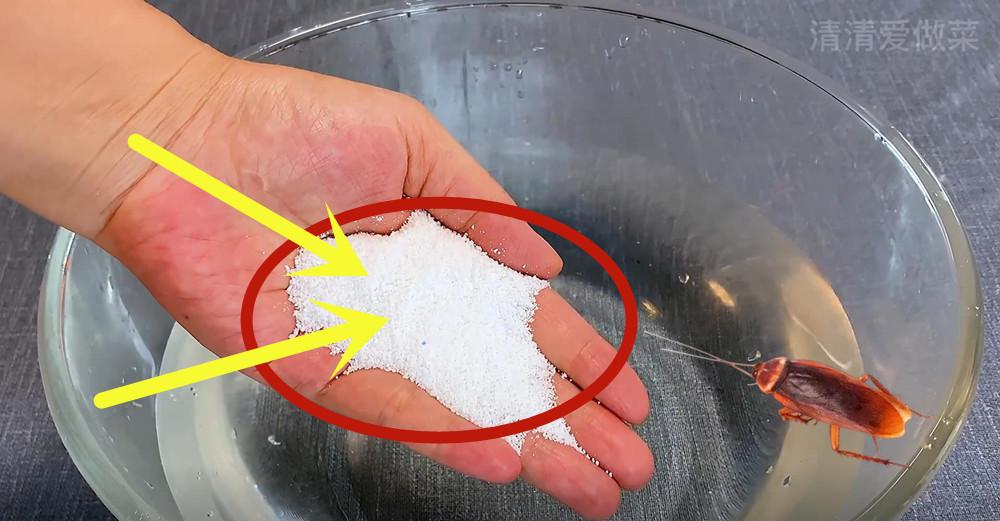 消灭蟑螂不用药一碗水就搞定,如何不用蟑螂药消灭蟑螂