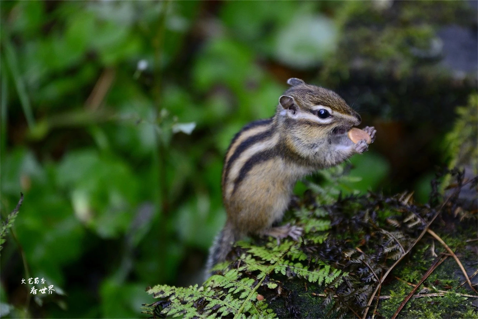 我国哪个城市避暑天堂,炎热的夏季太适合来伊春避暑了吗