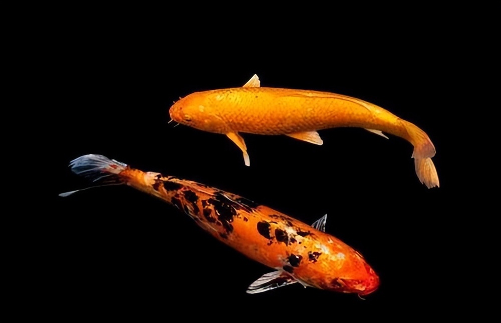 锦鲤不爱游动怎么治疗,锦鲤现在不爱吃食是怎么回事