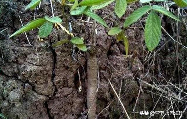 叶片像鸭脚板一样的野菜,叶子像鸡爪的草