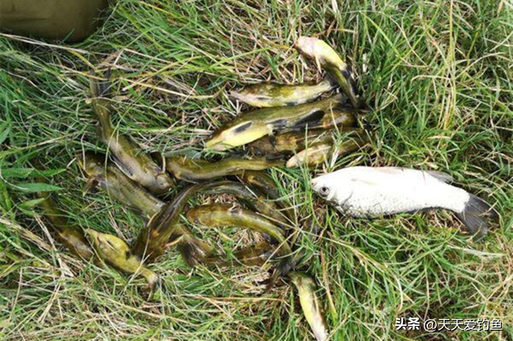 野钓黄颡的最佳钓法视频,夏天钓黄颡技巧全攻略