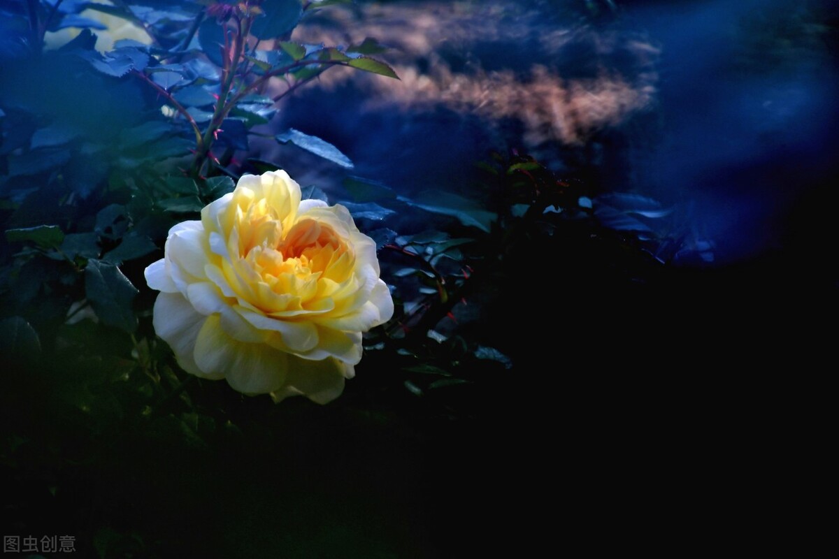 心里是你眼里是你梦里是你句子,心里是你梦里是你手势舞