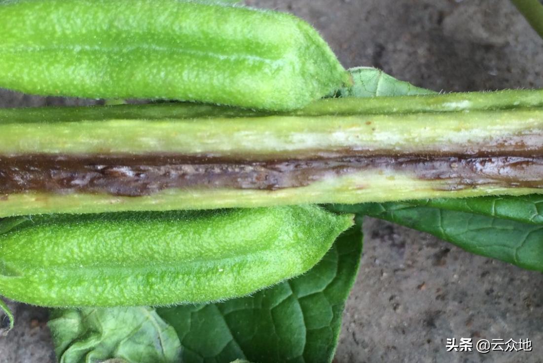 芝麻主要病虫害及防治,芝麻病虫害怎么治