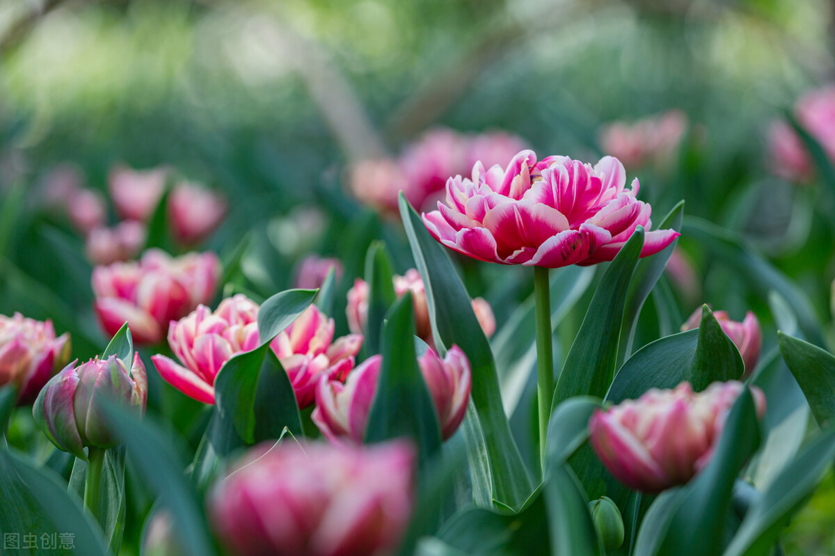 这二十幅极品花卉越看越醉,超好看又耐看的花卉图