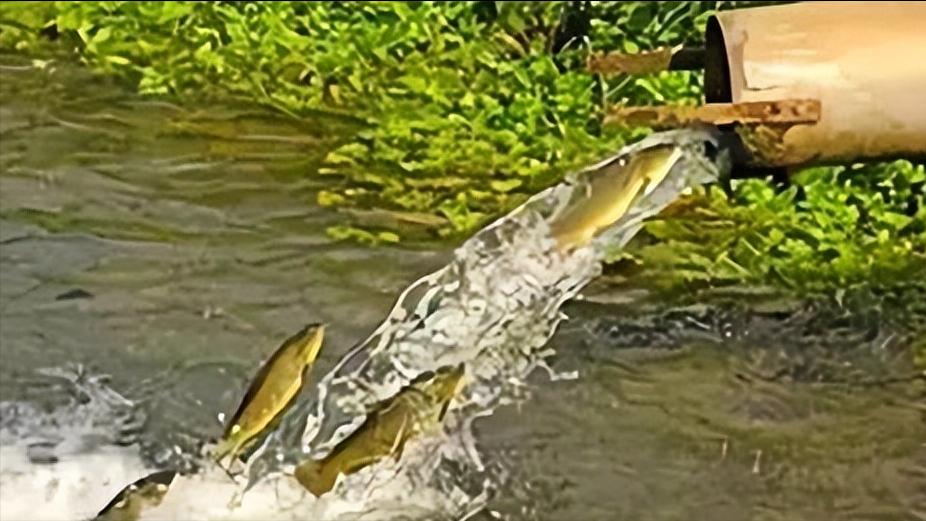 新手养鱼养什么小型鱼能混养,鱼塘养鱼哪些鱼可以一起养