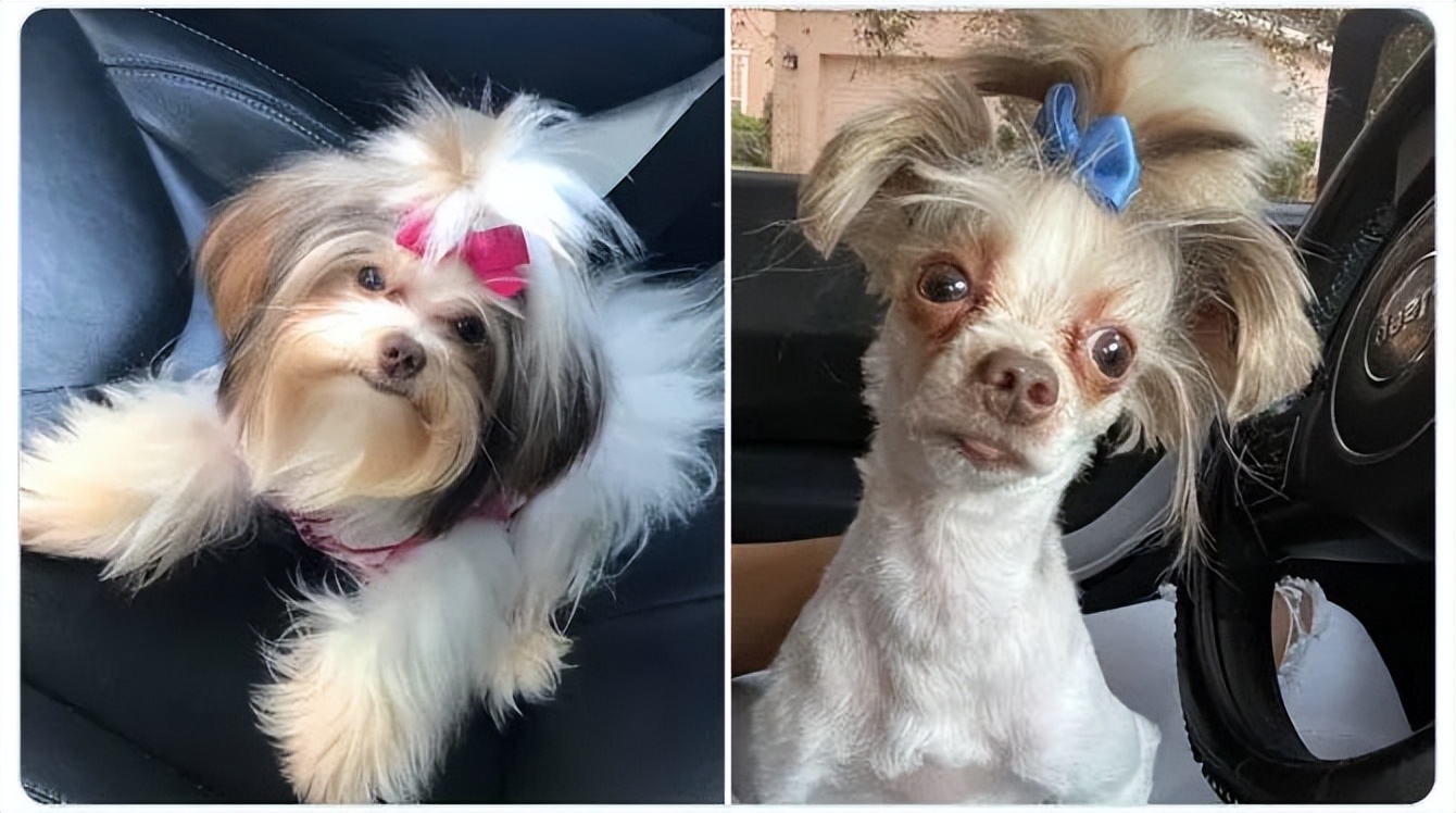 夏天来了要给猫剪毛吗,夏天怎么给狗修毛