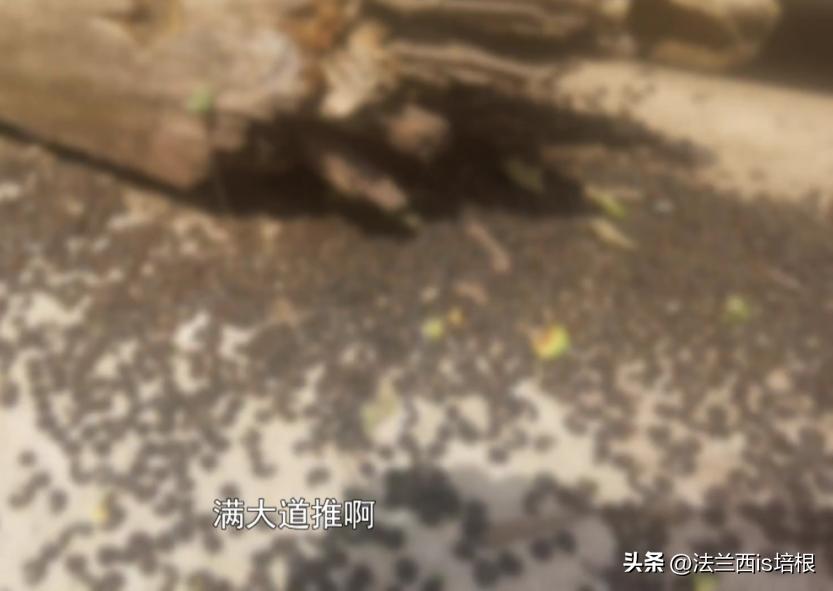 头皮发麻！哈尔滨一村子一夜之间，有毒黑虫爬满街道，咬人咋办？