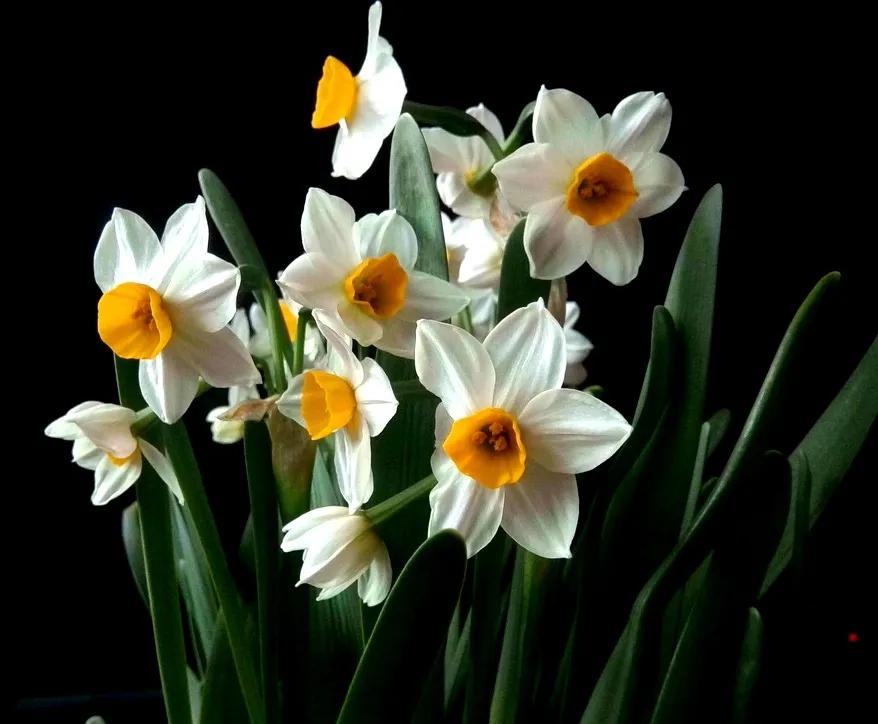 古诗词中的水仙花：飘零尘俗客再见水仙花