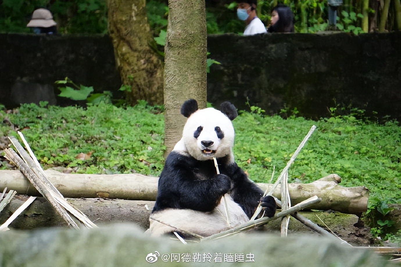 不高的高高和他不白的老婆白云——91年出生的童颜女神大熊猫白云