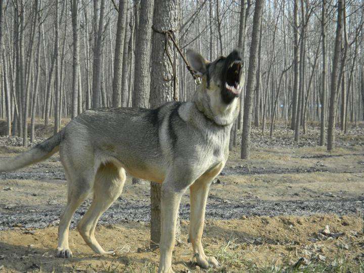 上狗区域禁养犬名单,哪些狗不在禁养犬名单