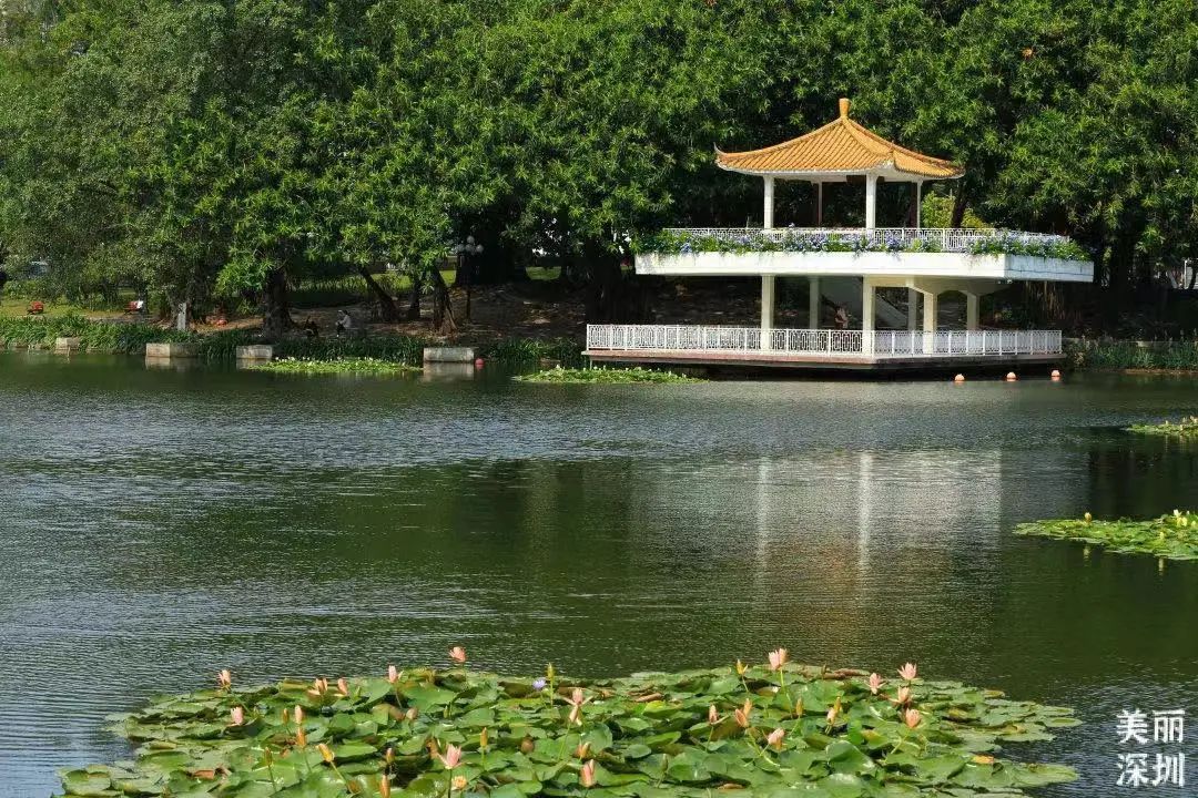 深圳福田免费公园排名前十名,福田中心公园游玩攻略