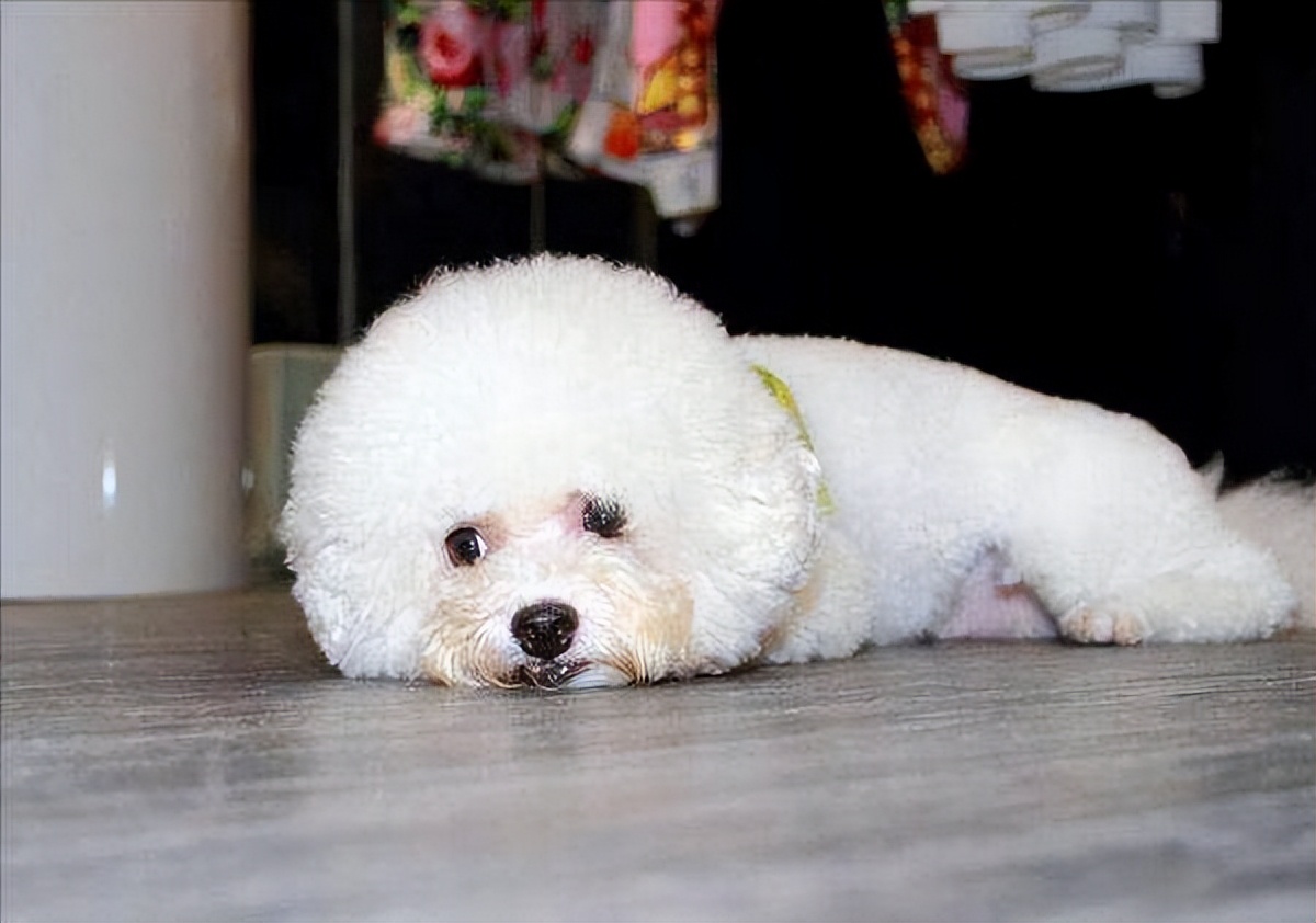 比熊一生必经五个阶段,比熊最坏的5个坏习惯