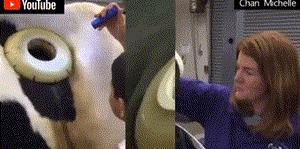 胃部开洞58年，一个普通人的痛苦如何成就消化系统生理学？