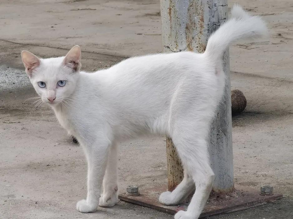 哪种猫招财好养活,哪种猫最招财又好养