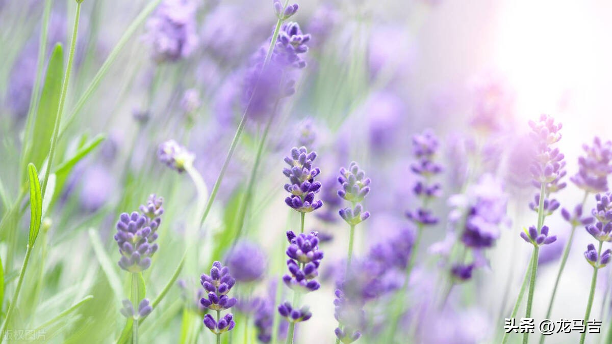 二月二龙抬头的诗词三十六首,二月二龙抬头古诗词赏析