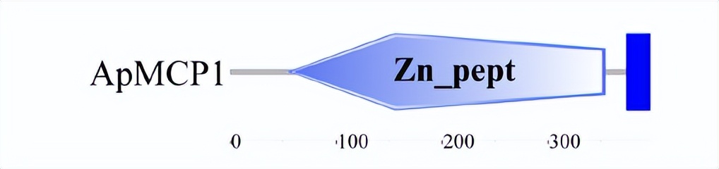 柞蚕肠道消化酶高表达ApMCP1基因的克隆