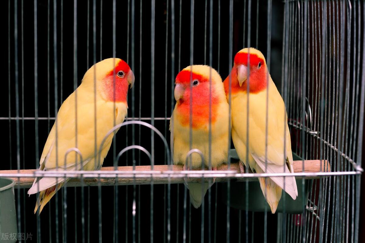 鹦鹉剪喙的正确方法,怎样修剪鹦鹉的嘴是最合适的