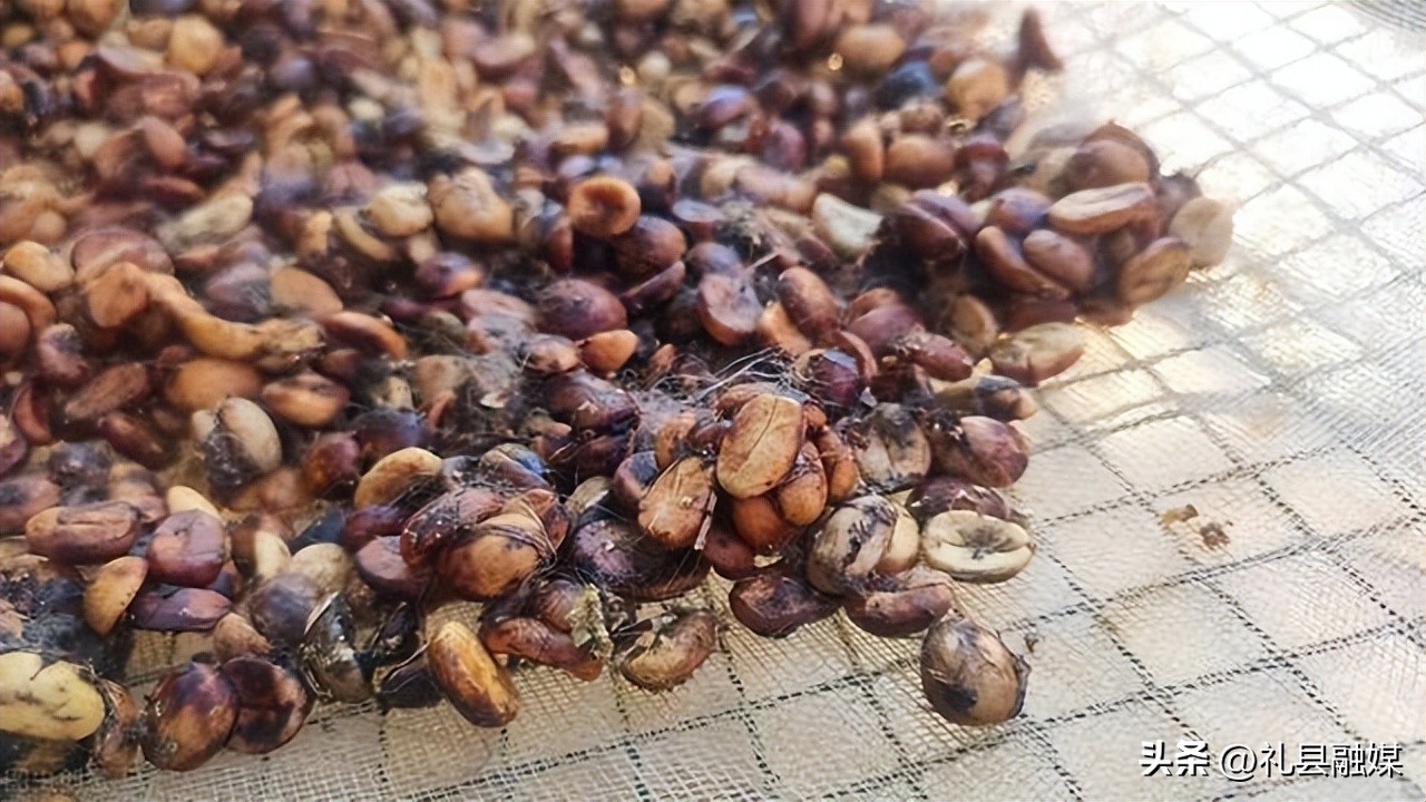 猫屎风味咖啡是真的猫屎咖啡吗,猫屎咖啡真是猫屎吗